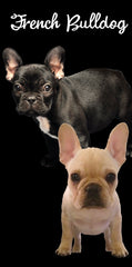 12 French Bulldog Velour Towel 30 x 60 Inch #063-FB