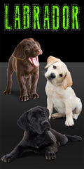 12 Labrador Puppies Velour Towel 30 x 60 Inch #063-LAB