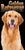 12 Golden Retriever Beach Towels 30 x 60 Inch #063-GR