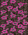 Hawaiian Flower Beach Blanket Brown & Pink
